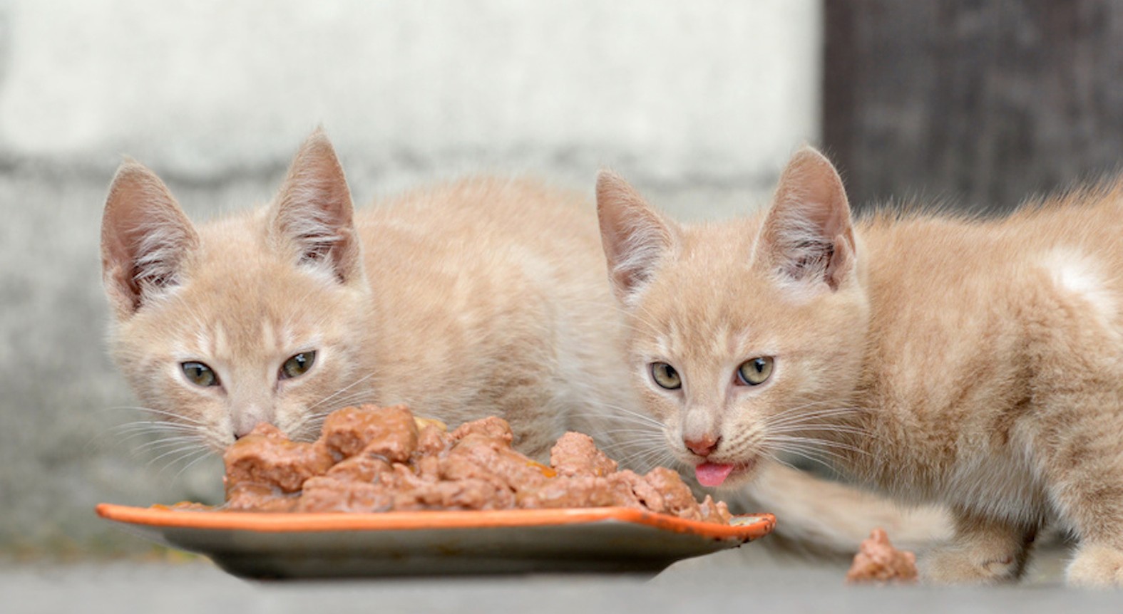 ©CarolaSchubbel-Fotolia.com